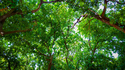 Looking up view of tree trunk to green leaves of tree in forest with sun light. Fresh environment in green woods © SASITHORN