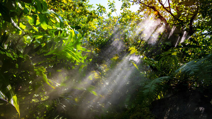 The Tropical jungle with river and sun beam and foggy in the garden