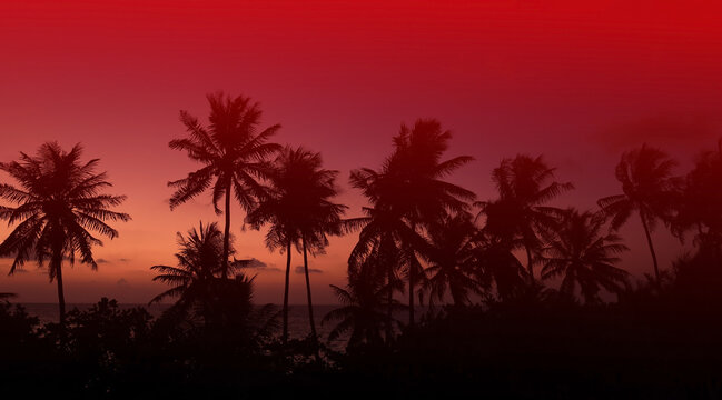 The Tropical  palm trees with red sky sunset silhouette in Summer background