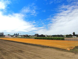 Naklejka premium シートの掛けてある秋の朝の野菜畑風景