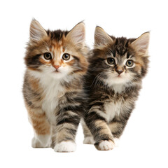 Adorable Pair of Fluffy Long-Haired Kittens Looking Up With Curious Expressions in a Professional Studio Portrait on a Neutral, isolated on transparent background