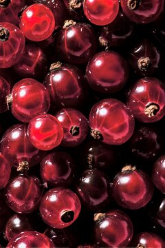 Grosellas rojas frescas con brillo intenso fondo oscuro, Frutas rojas premium para gastronom&iacute;a de lujo estilo elegante, Fondo vibrante de bayas rojas para publicidad de alimentos
