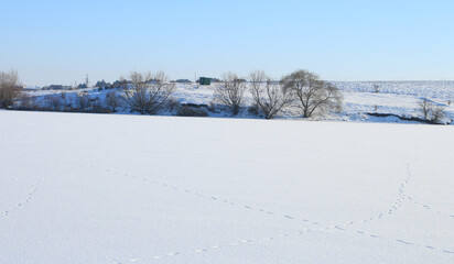 Obraz premium A snowy field with trees