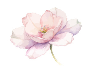 Obraz premium Watercolor Clarkia Bloom, Romantic Pink Floral Vector Illustration Isolated on White