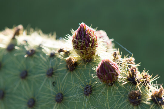Buds growing on Opuntia prickly pear cactus