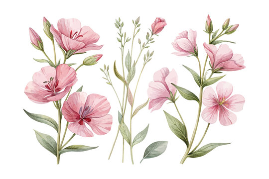 Watercolor Clarkia Flower Art, Soft Pink Botanical Illustration, vector isolated on white background