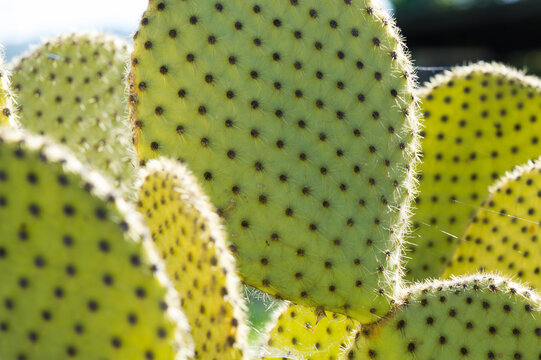 Opuntia prickly pear cactus with rounded cladodes with spines and hairlike prickles