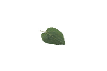 Fototapeta premium Apple leaf, isolated on white background
