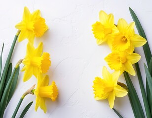 Yellow daffodils on a white background. Spring floral background with space for text. Template for an Easter card or banner