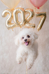 2027年バルーンと白い犬の笑顔
