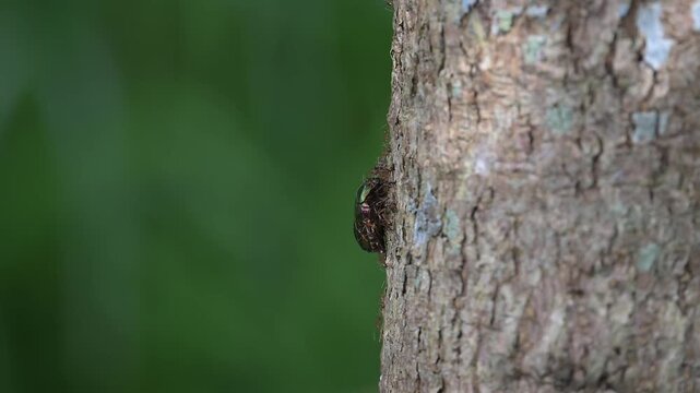 Ants swarm a large insect on a tree 