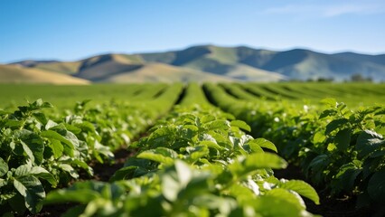 Rows of green crops in a field