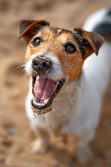 砂浜で元気いっぱいなジャックラッセルテリア
