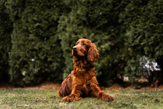 irish setter female dog laying on grass looking away somewhere