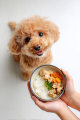 手作りごはんに喜ぶトイプードル
