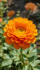 Single bright orange ranunculus flower with layered petals illuminated by sunlight

