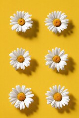 Fototapeta premium Six daisies on vibrant yellow background with shadows