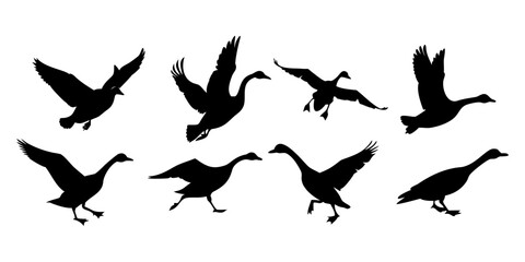 Obraz premium Flying Bird Silhouettes Collection – Black Bird Shapes in Motion on White Background.