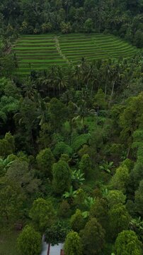 Aerial Drone View of Green Rice Fields and Palm Trees in Bali, Indonesia