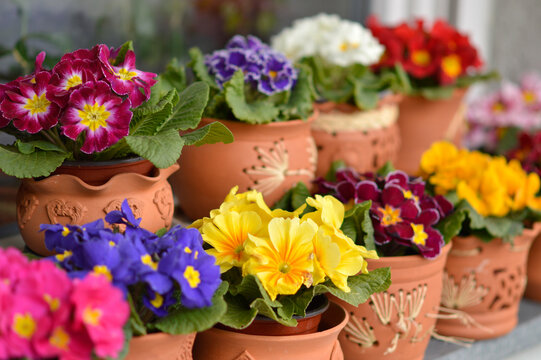 colorful blooming primroses in the pot
