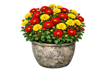 Fototapeta premium Potting red and yellow chrysanthemum flowers blooming in a stone planter, natural floral decoration with transparent background