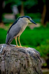 Fototapeta premium Great blue heron, Close Up photography