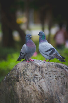 Two feral pigeons facing each other perched on a rock