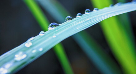 A macro shot of fresh water droplets or dew resting on a vibrant green blade of grass, possibly...