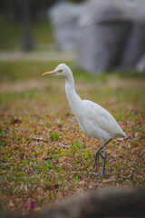 Obraz premium Cattle egret standing alert in a green grassy field while foraging for insects