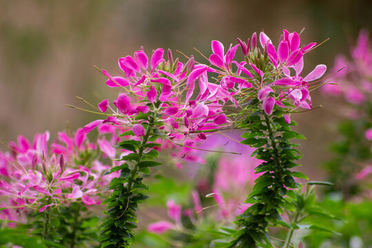 A close-up photograph of vibrant rose pink Spider Flowers (Cleome spinosa)