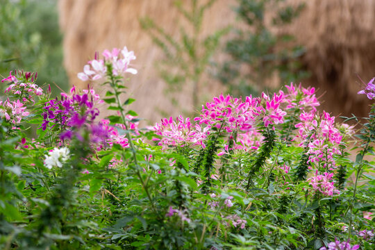 A close-up view of beautiful, vivid pink and white Cleome hassleriana, also known as spider flower, spider plant, pink queen, or grandfather's whiskers, blooming in a garden setting. 