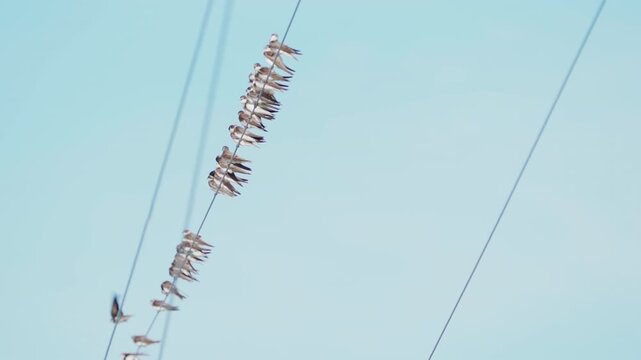 Swallows sitting on a wire. Flock of  of birds on sky background. Migration birds. Slow Motion.
