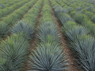 Felder mit blauen Palmlilien in Spanien