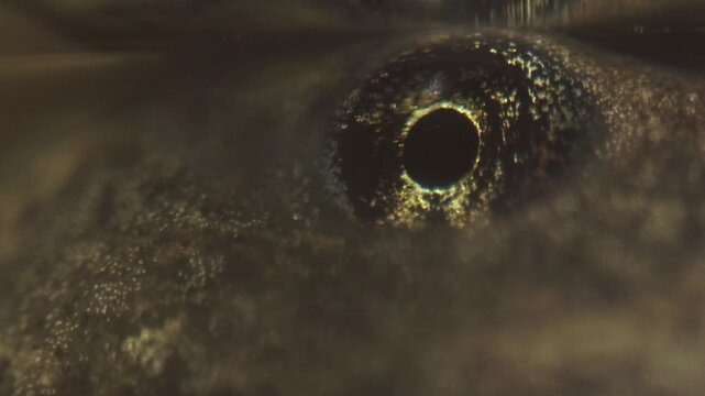 intense stare of tadpole eye in advanced frog development stage