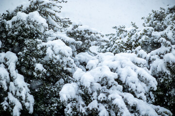 Snowflakes blur the view of the forest, as layers of fresh snow quietly build up on every branch.