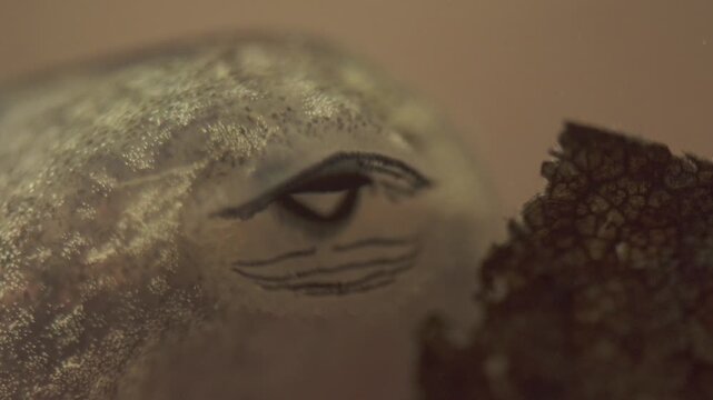 macro of tadpole mouth showing oral papillae and feeding structures