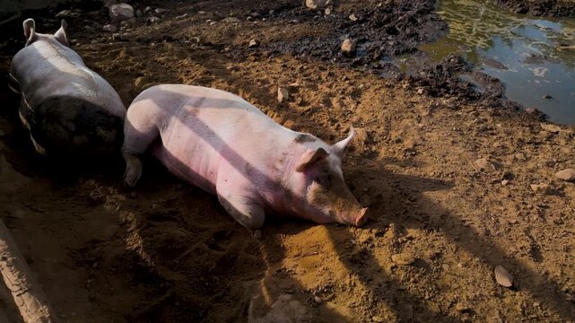 Slow motion footage two pigs laying down in a pile of mud and hay relaxing sleeping in the sun on a sunny summers day