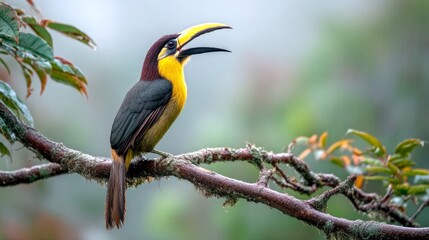 Obraz premium A vibrant toucan perched on a branch. The bird shows off its striking yellow and black feathers. Ideal for wildlife lovers and nature enthusiasts. Stunning visuals for art and education. AI