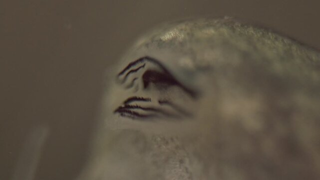macro of tadpole mouth showing oral papillae and feeding structures