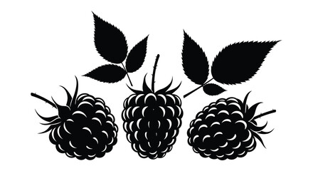 A striking black and white illustration depicts three ripe blackberries with leafy stems presented as a silhouette © Komla02
