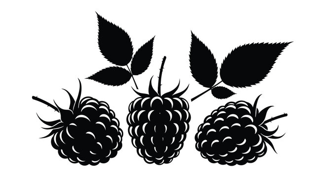 A striking black and white illustration depicts three ripe blackberries with leafy stems presented as a silhouette