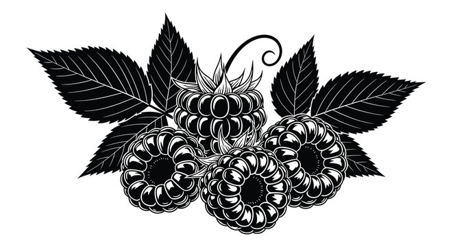 A detailed engraving showcases a cluster of ripe raspberries surrounded by lush leaves presented as a silhouette
