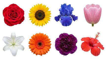 Naklejka premium Fresh flower head set including rose, sunflower, iris, tulip, lily, gerbera, carnation, and hibiscus isolated. Colorful botanical collection for floral design.