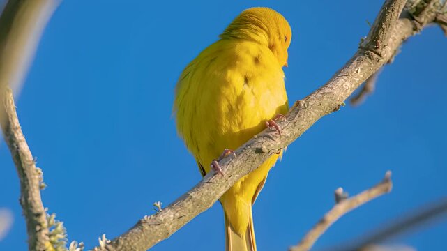 Closeup male saffron finch, a small songbird native to South bird life