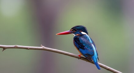 Azure kingfisher perched on branch, brilliant blue, red beak, blurred background