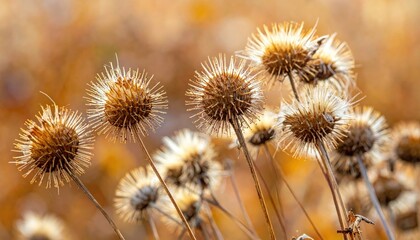 Obraz premium Detailed view of dried thistle flowers glowing in warm sunlight, capturing the essence of autumn's beauty.