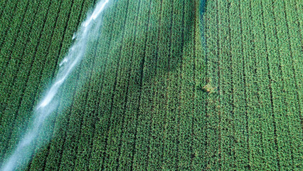 Modern sprinkler irrigation system watering crops in a vast green field