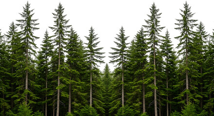 Fototapeta premium Tall green pine trees on transparent background isolated on a transparent background forest