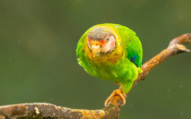 Rosenwangenpapagei (Pyrilia pulchra)