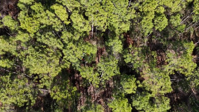 Forestry mulching with a skid steer mounted mulching head in a pine forest in eastern NC.